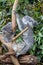 Mother koala and two joeys amongst gum leaves