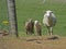 A mother Lamb and her family walk through a gate.
