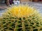 Mother-in-law\\\'s cushion Echinocactus grusonii golden barrel cactus side view