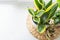 Mother-in-law`s tongue, cactus, spathiphyllum in pots on the windowsill. Close-up, selective focus, space for text. Houseplants