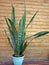 Mother in law`s tongue - sansevieria trifasciata