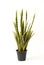 Mother-in-law`s Tongue, Snake Plant,Sansevieria Asparagaceae in black pot without shadow on white background