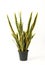 Mother-in-law`s Tongue, Snake Plant,Sansevieria Asparagaceae in black pot without shadow on white background