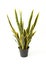 Mother-in-law`s Tongue, Snake Plant,Sansevieria Asparagaceae in black pot without shadow on white background