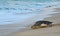 Mother leather back sea turtle, Costa Azul, Los Cabos Mexico