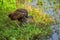 Mother Limpkin and Limpkin Chick Eating Fresh Apple Snail