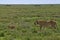 Mother lion wearing radio collar, with cub