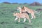 Mother lioness with two older cubs, walking through the green grass of the Masai Mara, Kenya, at dusk. Focus on front cub with