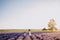 Mother and Little Daughter Walking Lavender Field