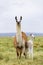 A mother llama and her baby llama in the Altiplano in Bolivia