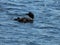 Mother Loon protecting two baby Loons