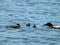 Mother Loon protecting two baby Loons