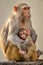 Mother loving her baby. Rhesus macaque or Macaca mulatta monkey mother and baby