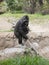 Mother Lowland Gorilla with newborn baby in her arms