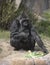 Mother Lowland Gorilla with newborn baby in her arms