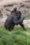 Mother Lowland Gorilla with a newborn baby riding piggyback