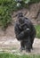 Mother Lowland Gorilla with a newborn baby riding piggyback