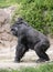 Mother Lowland Gorilla with a newborn baby riding piggyback