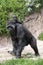 Mother Lowland Gorilla with a newborn baby riding piggyback