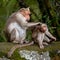 Mother macaque monkey cleaning her baby in bamboo forest