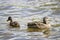 Mother Mallard Anas platyrhynchos swims with her ducklings in the lake. Wild ducks in their natural environment.