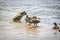 Mother Mallard Anas platyrhynchos swims with her ducklings in the lake. Wild ducks in their natural environment.