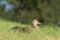 Mother Mallard Duck in grass with ducklings