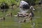 Mother Mallard Duck Swimming with Babies