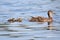 Mother Mallard Duck With Twin Ducklings