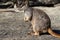 Mother Mareeba rock-wallaby with joey in pouch