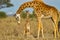 Mother Masai Giraffe Protecting Baby