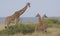 Mother masai giraffe standing alert and watching over a tower of two baby giraffes in the wild Masai Mara, Kenya