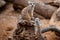 Mother meerkat with baby on guard sitting on a wood piece. Meerkat or suricate adult and juvenile