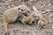 The mother meerkat and her kits