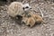 Mother meerkat and kits
