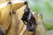 A mother microchiroptera bat is eating a banana while nursing her two cubs.