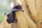 A mother microchiroptera bat hangs from a tree branch while nursing her two cubs.