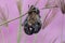 A mother microchiroptera bat hangs from a tree branch while nursing her two cubs.