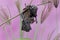 A mother microchiroptera bat hangs from a tree branch while nursing her two cubs.