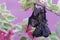 A mother microchiroptera bat resting on a bougainvillea branch while nursing her two cubs.