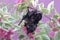 A mother microchiroptera bat resting on a bougainvillea branch while nursing her two cubs.