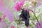 A mother microchiroptera bat resting on a bougainvillea branch while nursing her two cubs.