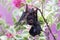 A mother microchiroptera bat resting on a bougainvillea branch while nursing her two cubs.