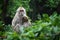 Mother monkey with baby monkey on tree in forest after the rain stops . Animal conservation and protecting ecosystems concept.