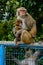 The mother monkey breastfeeding the baby monkey sitting on a metal fence in Hong Kong