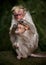 Mother monkey cleaning her baby in bamboo forest