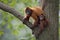 mother monkey climbing tree, with infant riding on her back