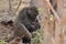 Mother monkey feeding little baby with milk in chobe Nationalpark on botswana.