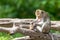 A mother monkey finds a tick and scratches her head