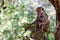 Mother monkey with her cute baby with forest in background